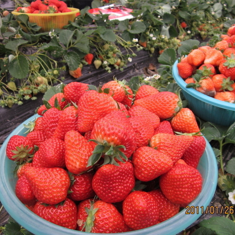 泰安草莓苗泰安草莓苗 1亩地需要多少棵草莓苗 草莓苗几月份种植好 云南草莓苗品种 草莓苗怎么种