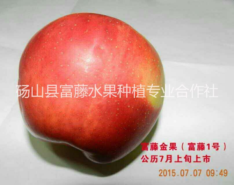 早熟苹果新品种早熟苹果新品种 安徽早熟苹果新品种 早熟苹果新品种供应 早熟苹果新品种厂家