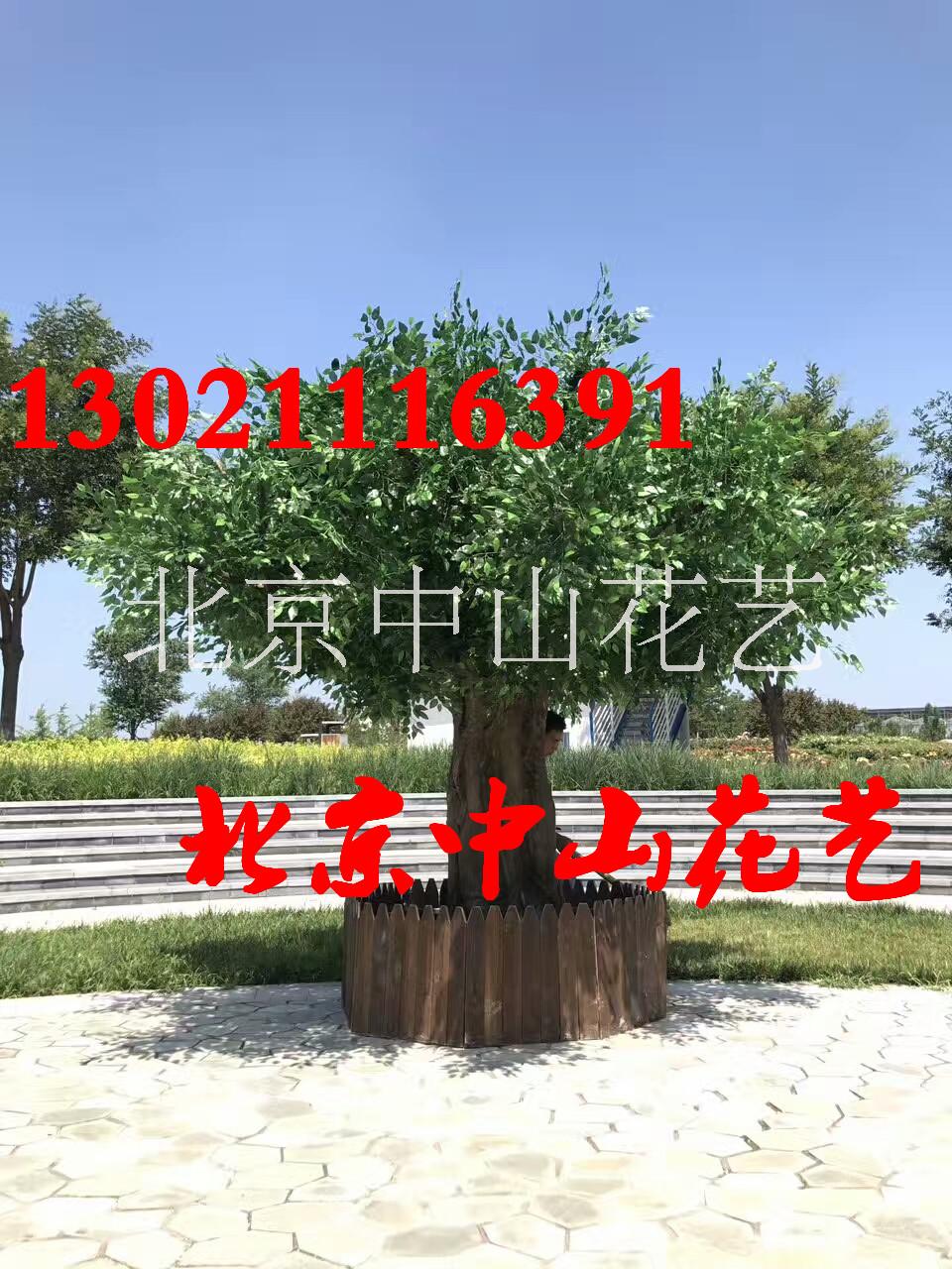 北京仿真金色榕树定做人造假金钱树