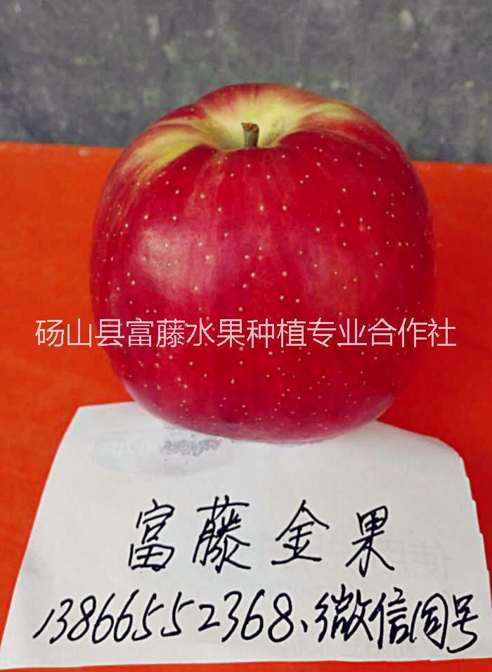 早熟苹果新品种 安徽早熟苹果新品种 早熟苹果新品种供应 早熟苹果新品种厂家