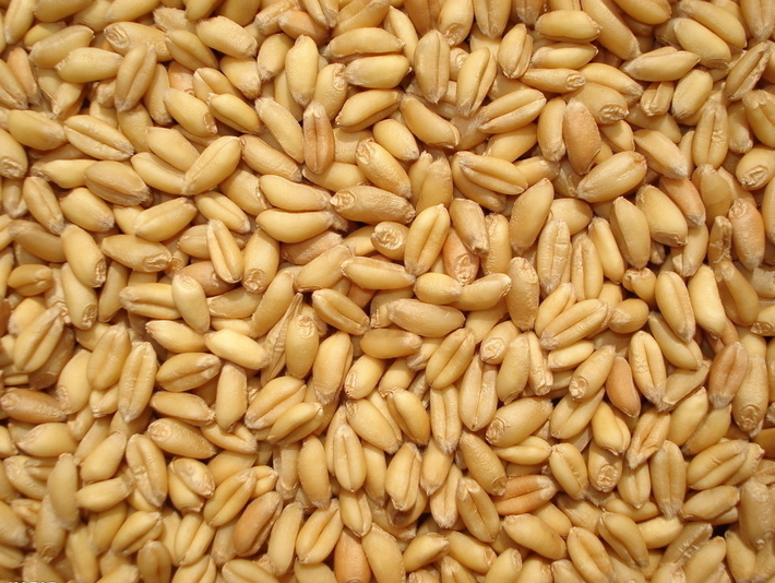 小麦的营养价值厂家