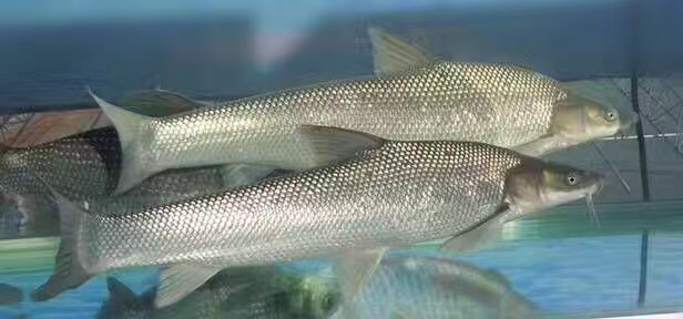 大鳞鲃银鳕鱼(淡水银鳕鱼）图片