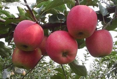 河北果树苗厂家 批发美国苹果树苗  苹果苗供应商图片