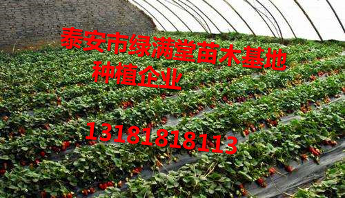 草莓苗-草莓苗介绍草莓苗-草莓苗介绍-草莓苗种植企业