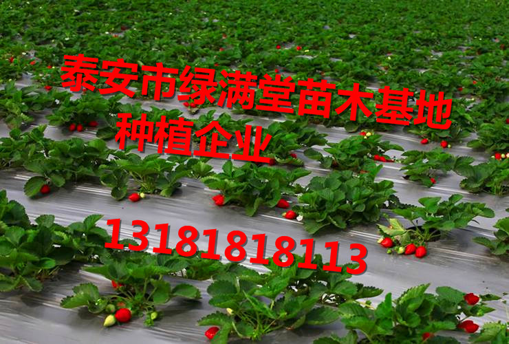 泰安市草莓苗交易品台厂家