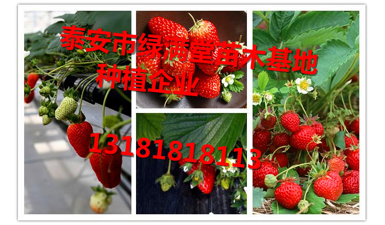 草莓苗-草莓苗介绍-草莓苗种植企业