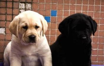 宠物狗拉布拉多拉布拉多导盲犬幼犬 纯种拉布拉多幼崽出售图片