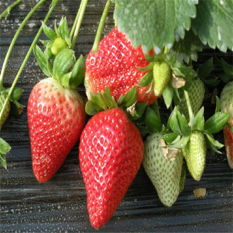 山基地常年培育草莓苗红颜 章姬批发