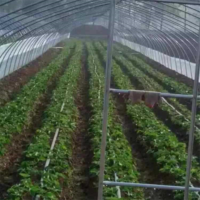 泰安市基地批发法兰帝牛奶草莓苗四叶一心厂家