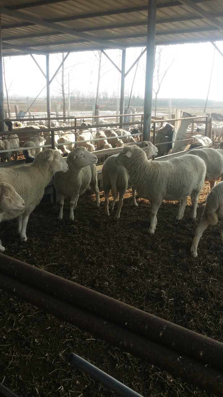 定州市养殖绵羊    绵羊养殖销售