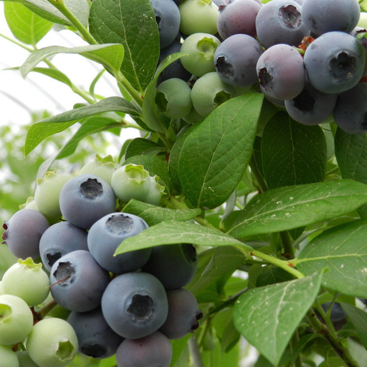 直销矮丛蓝莓苗 抗旱能力强兰丰蓝莓苗 嫁接蓝莓苗保证成活率图片
