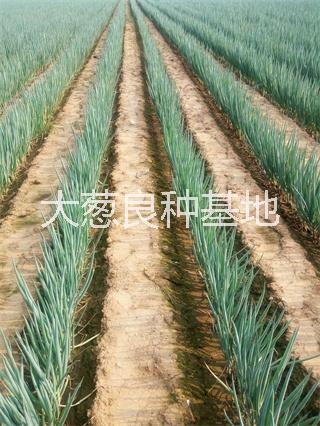 高产钢葱种子  日本钢葱种子   高产耐寒耐热铁杆大葱种子