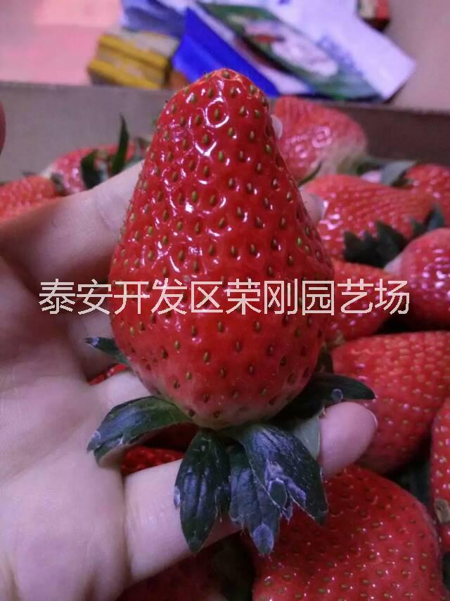 甜查理草莓苗甜查理草莓苗