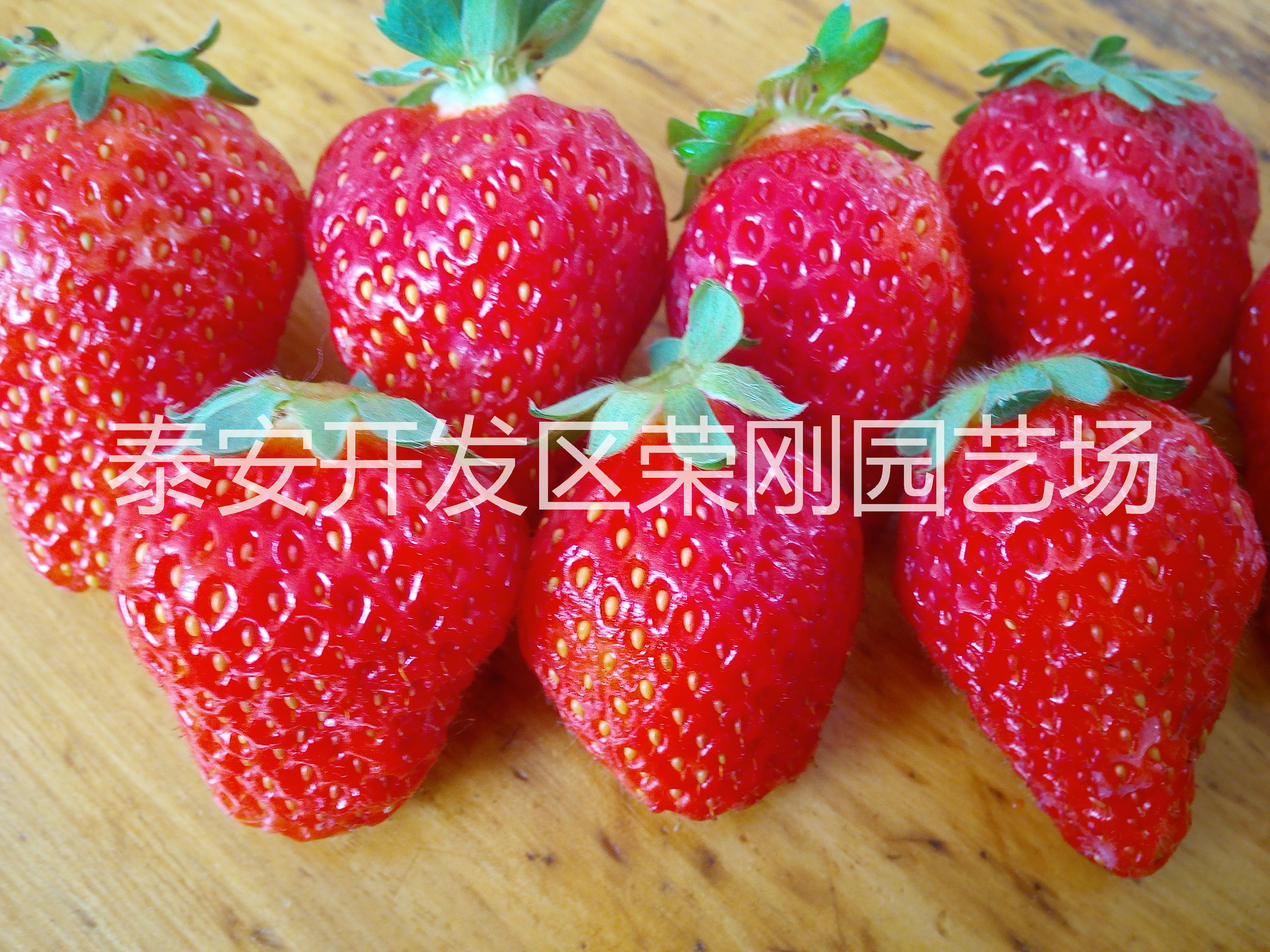 四季草莓苗