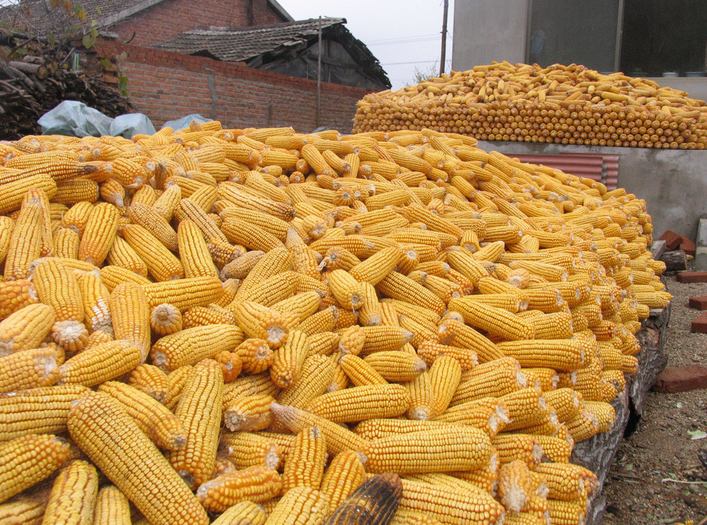 小麦种植河北小麦种植   小麦批发销售