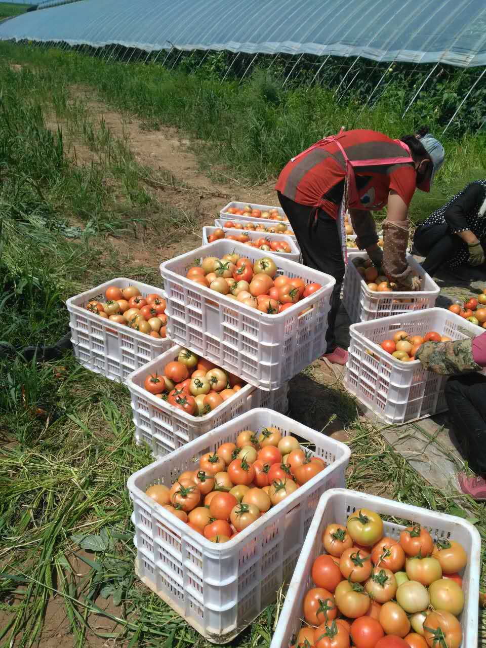 赤峰市西红柿批发厂家种植西红柿    西红柿批发   蔬菜种植