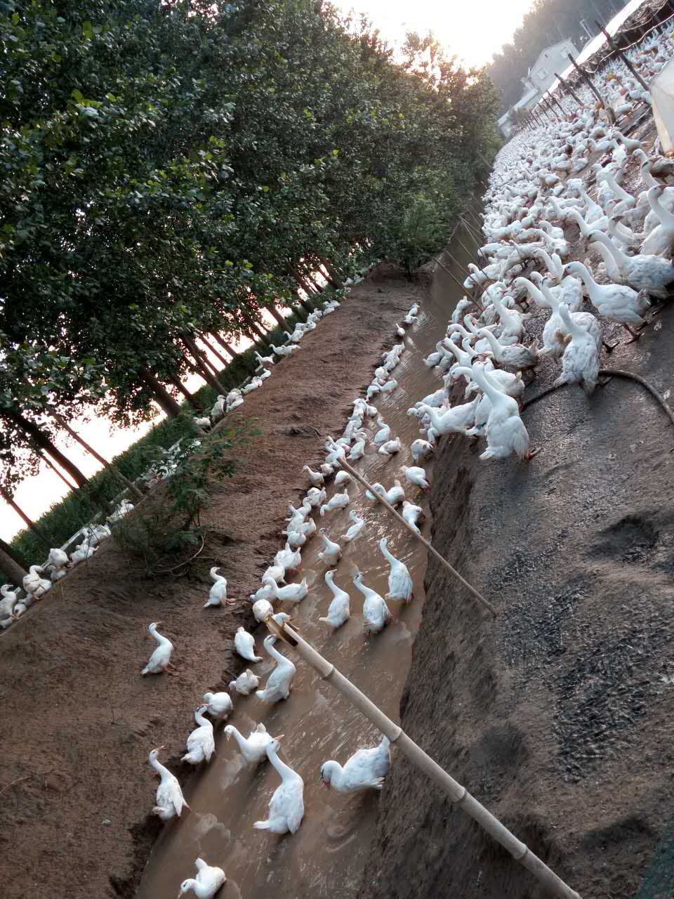 江苏鹅的养殖技术   优质大白鹅养殖批发