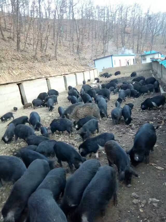 山西优质散养黑猪批发   散养黑猪销售