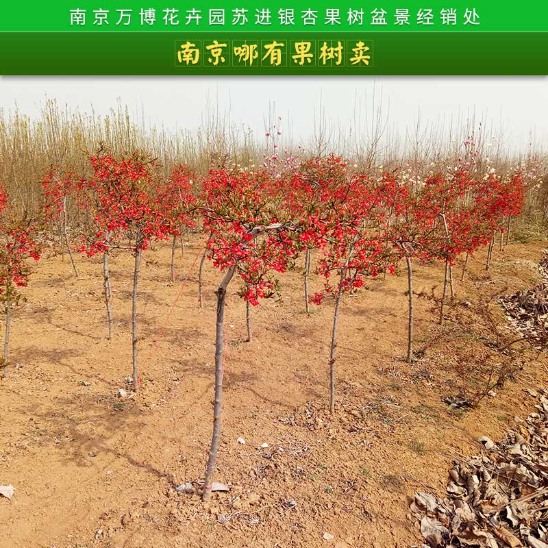 南京哪有果树卖 种植基地供应优质果树苗 量大优惠图片