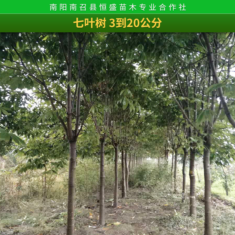 苗木基地七叶树树苗 供应工程绿化苗 出售优质七叶树 规格齐全图片