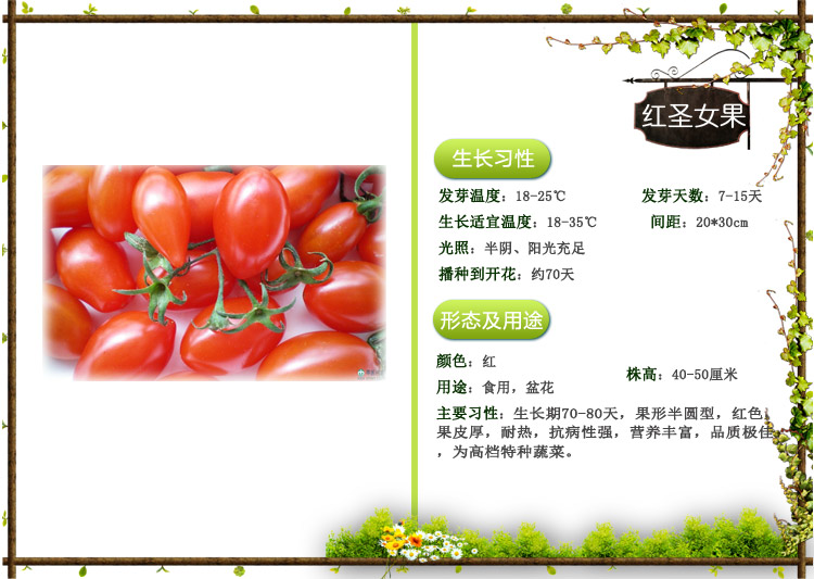 圣女果种子红黄紫色小番茄西红柿种子阳台盆栽水果蔬菜种子四季种图片