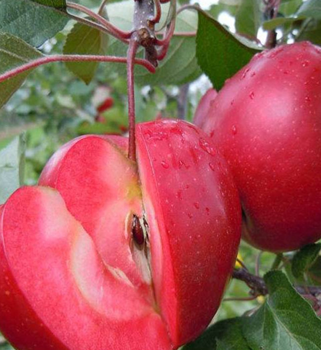 苹果苗 红肉苹果苗 红色之爱苹果苗 山西里外红苹果苗价格