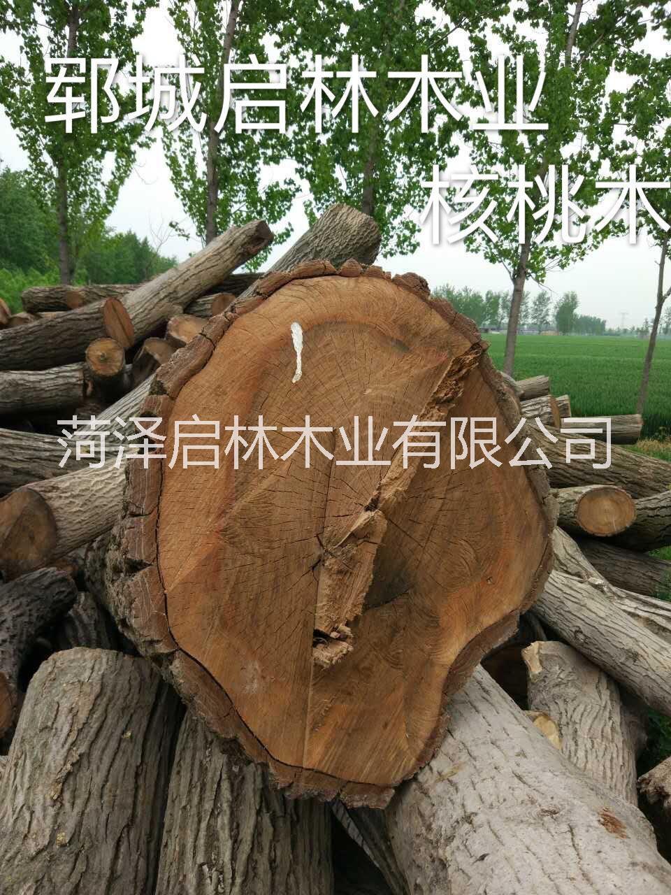 核桃木大量供应用于工艺品/雕刻/制作家具等的核桃木/优质大径核桃原木批发