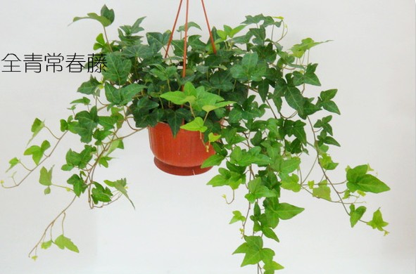 武汉冬天适用绿植常青藤盆栽，常春藤盆景，可室外种植，武汉送货上门图片