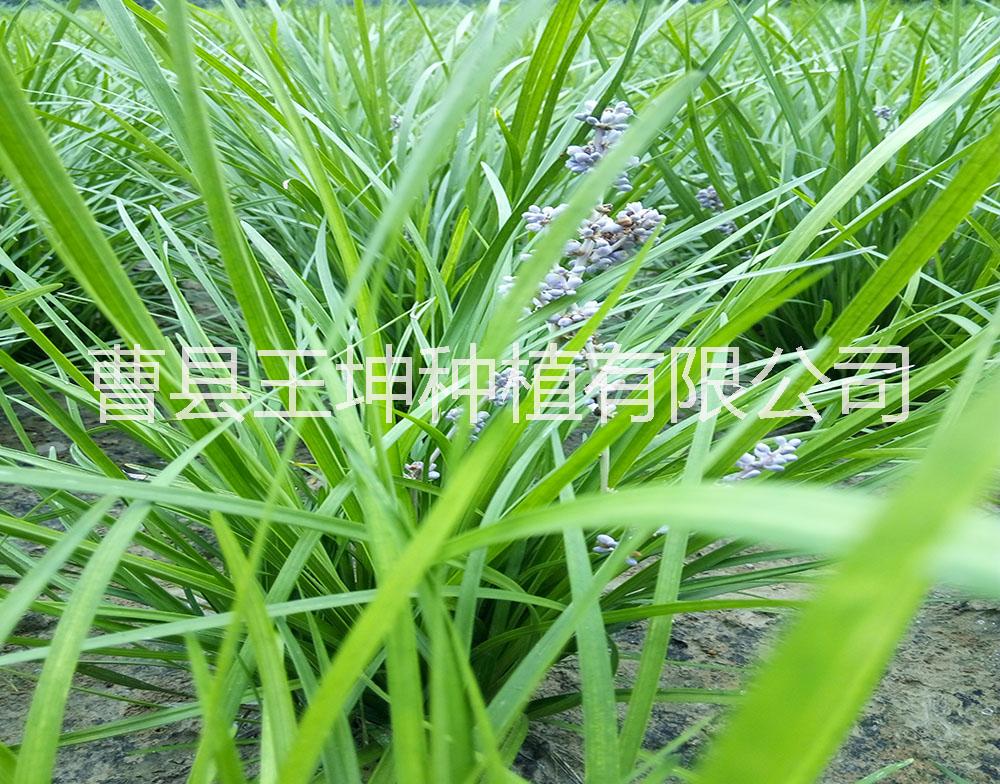 草坪/麦冬草批发