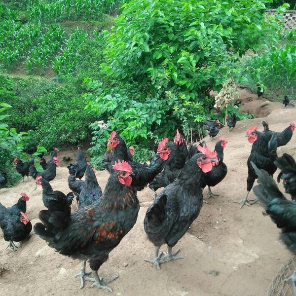 宜昌市常年供应高产黑羽红冠绿壳蛋鸡苗厂家常年供应高产黑羽红冠绿壳蛋鸡苗