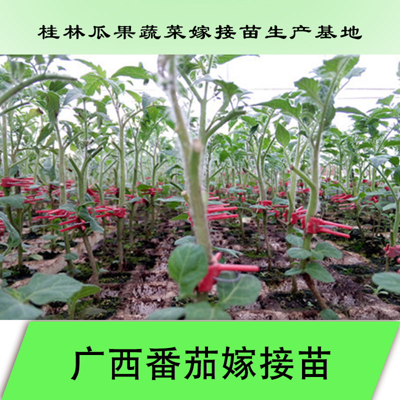 桂林市番茄嫁接苗厂家厂家