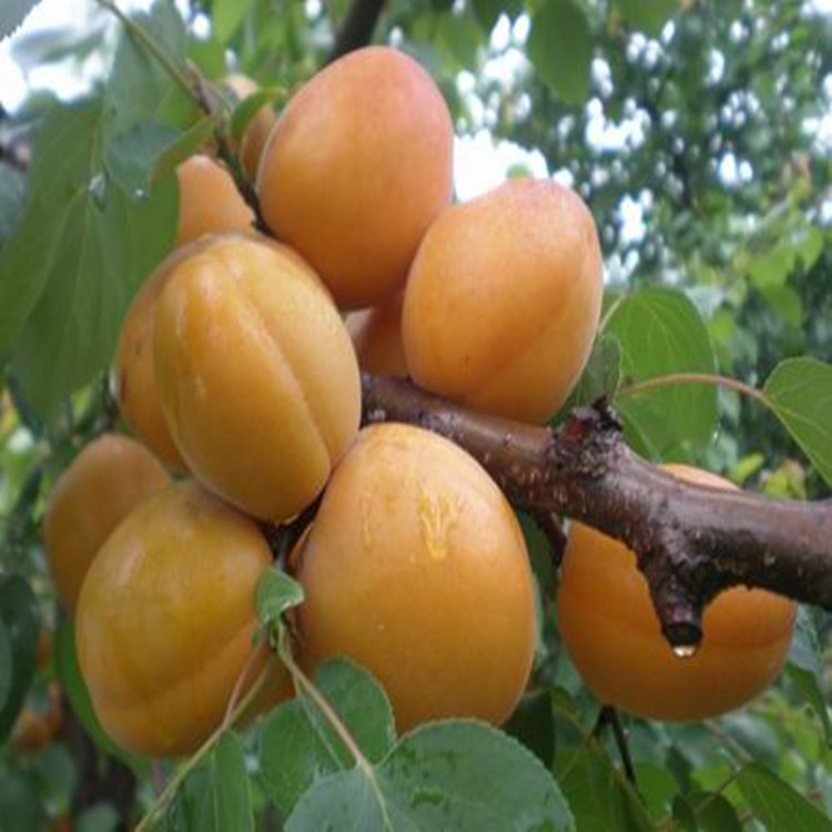杏树苗新品种 珍珠油杏树苗供应杏树苗 珍珠油杏树苗 杏树苗新品种 珍珠油杏树苗