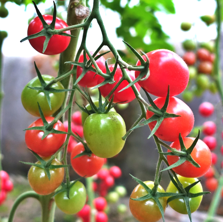 立新美娜西红柿种子 番茄种子 圣女果种子 广西水果企业 广西种子企业 广西种子公司 现代立新