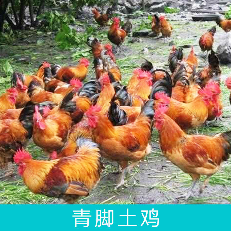 提供湖南青脚土鸡苗厂家直销优质成活率高抗病能力强