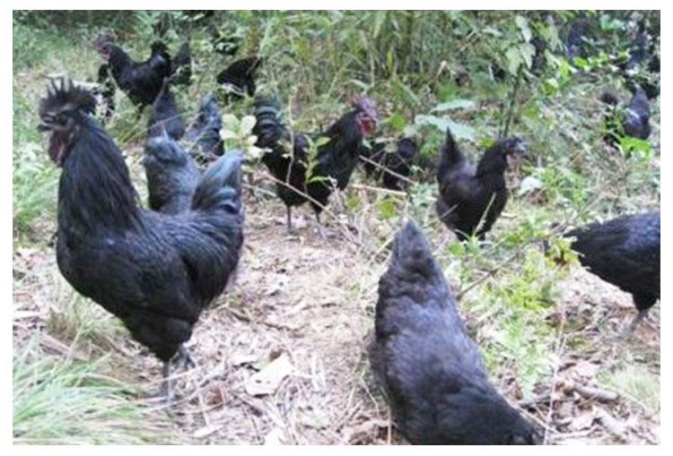 供应五黑鸡苗品种纯正黑毛黑皮黑肉黑骨黑内脏成活率高