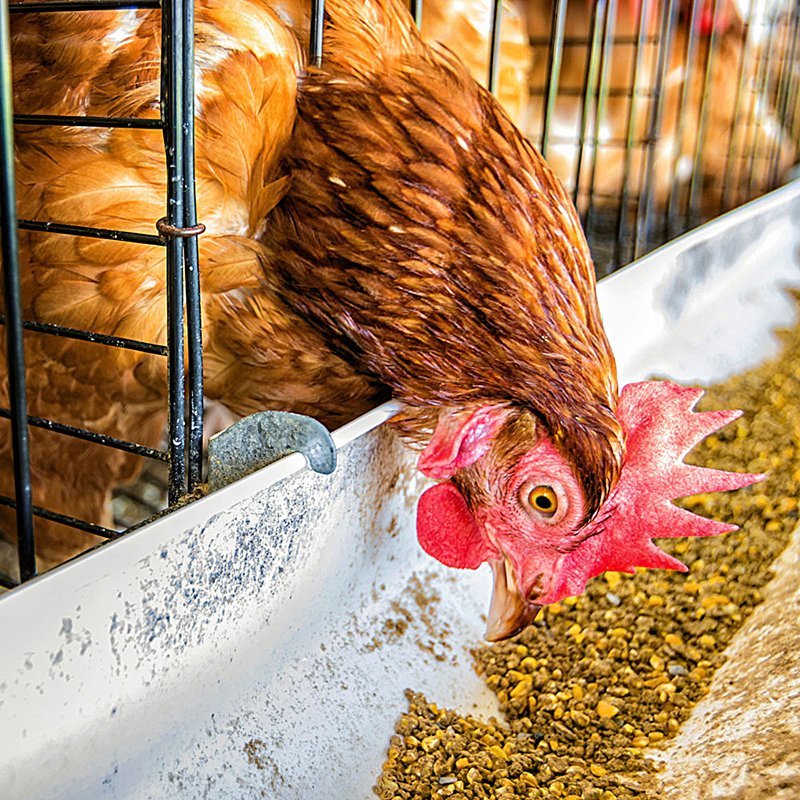 家禽饲料专用添加剂硫酸钙 饲料级石膏粉