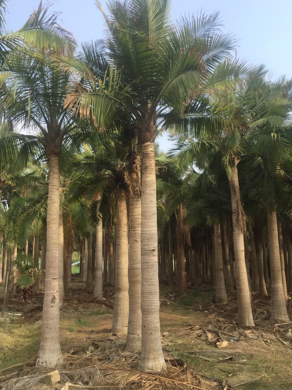 漳州市海南国王椰子量大从优厂家