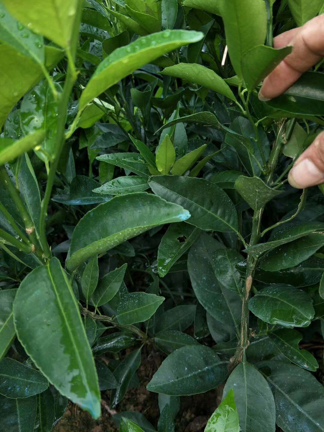 桂林市广西沃柑苗厂家沃柑苗 广西沃柑苗基地 广西荔浦沃柑苗批发 广西沃柑苗厂家