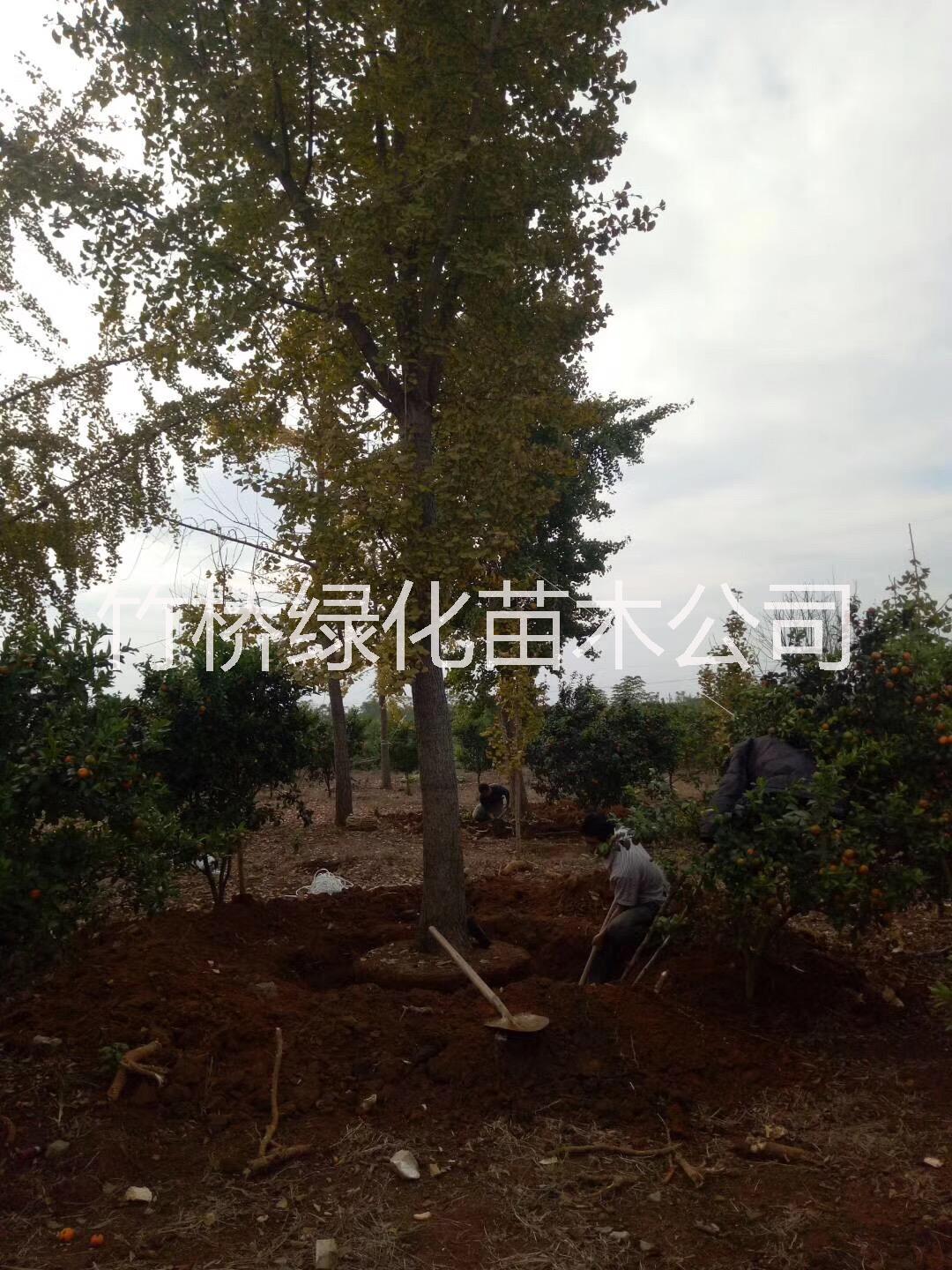桂林20公分银杏树桂林20公分银杏树 20公分银杏树多少钱一棵 25公分银杏树种植