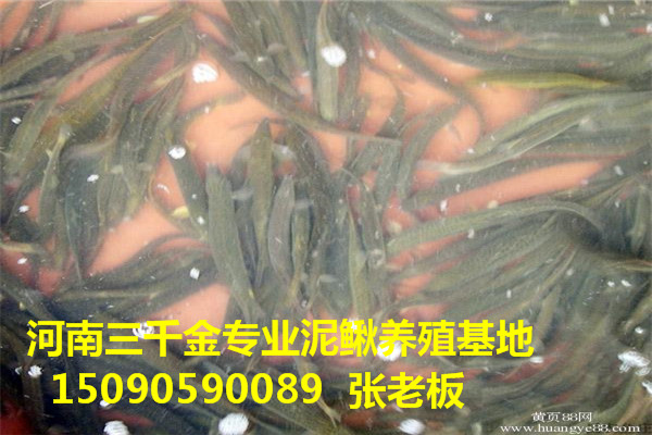 河南开封泥鳅养殖送货上门哪里出售泥鳅泥鳅苗多少钱一斤
