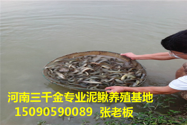 泥鳅养殖厂家水产养殖之台湾泥鳅养殖技术-泥鳅苗种供应-河南泥鳅养殖基地