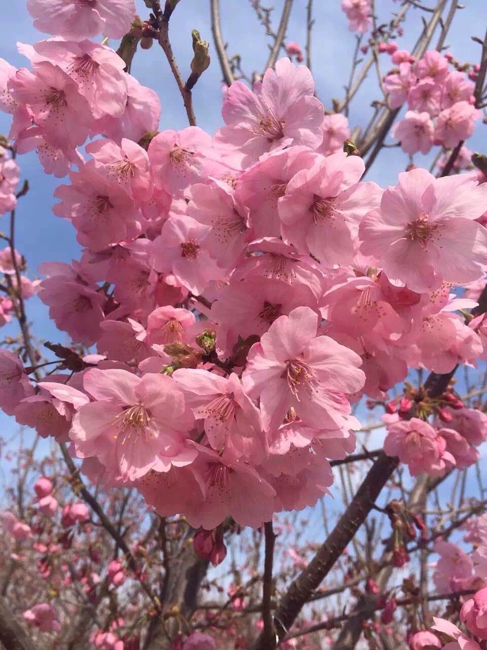 樱花  优质樱花供应电话     樱花供应商联系电话  山东樱花批发电话图片