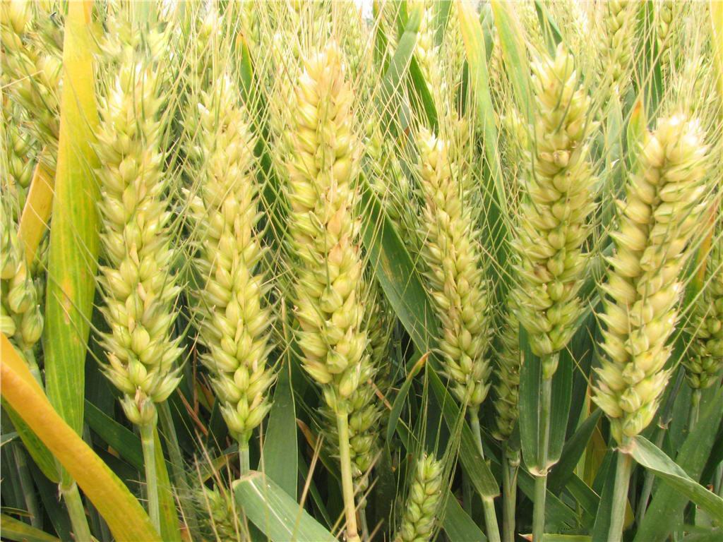 小麦水解蛋白西安新维禾工厂价现货厂家
