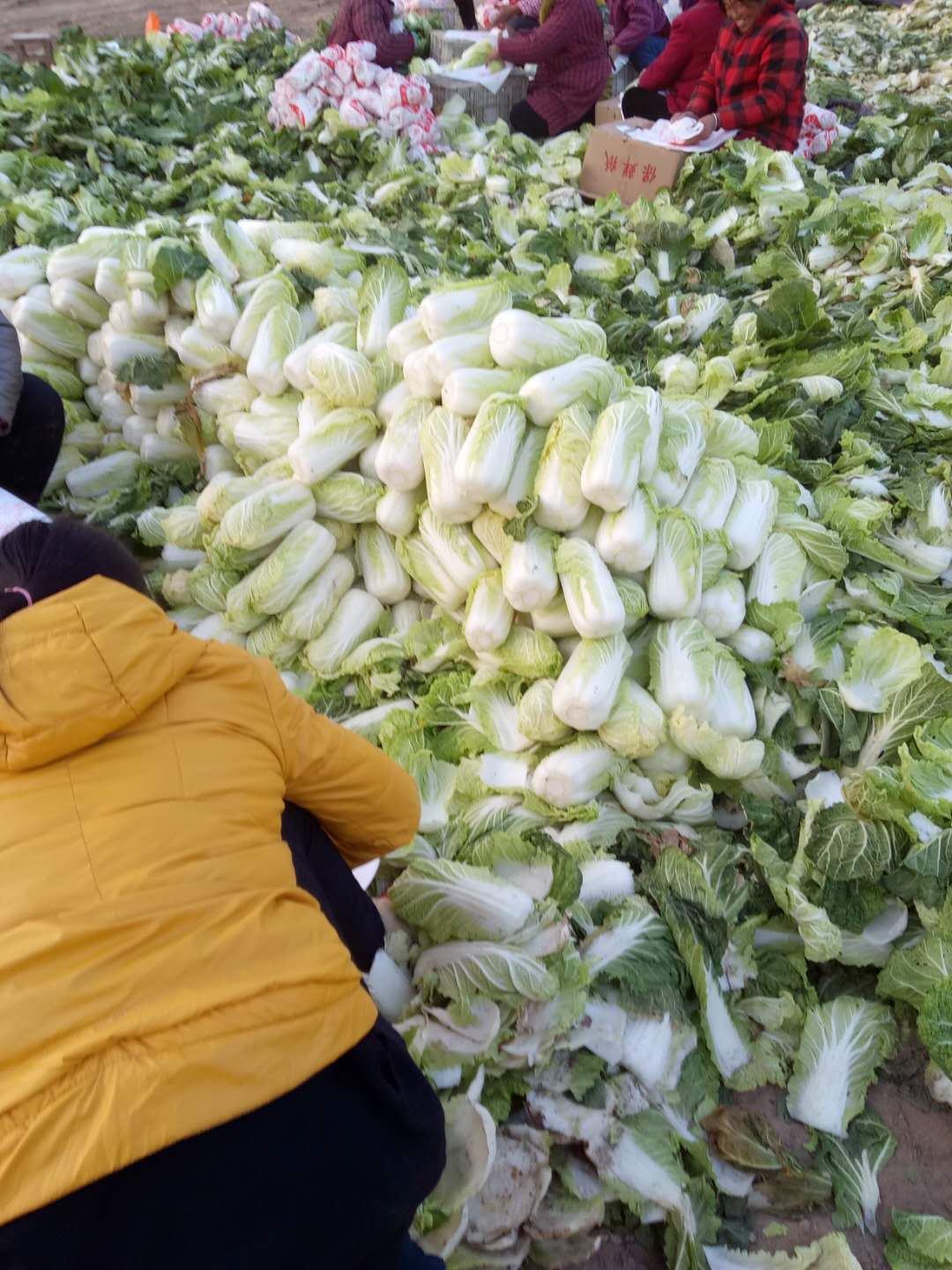 河南省西瓜蔬菜交易市场批发