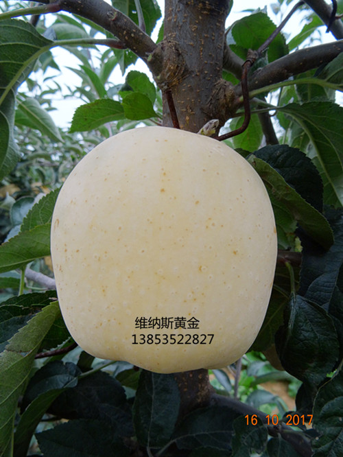 矮化维纳斯黄金苹果苗 m29苹果苗
