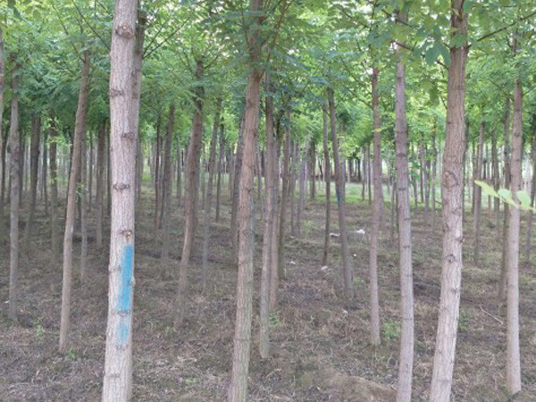 刺槐批发价格   刺槐 宁夏刺槐  刺槐种植基地图片