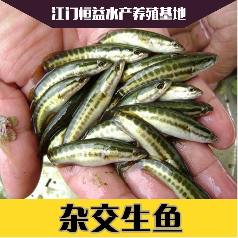 广西杂交生鱼鱼苗·供应杂交生鱼鱼苗·广东杂交生鱼鱼苗图片