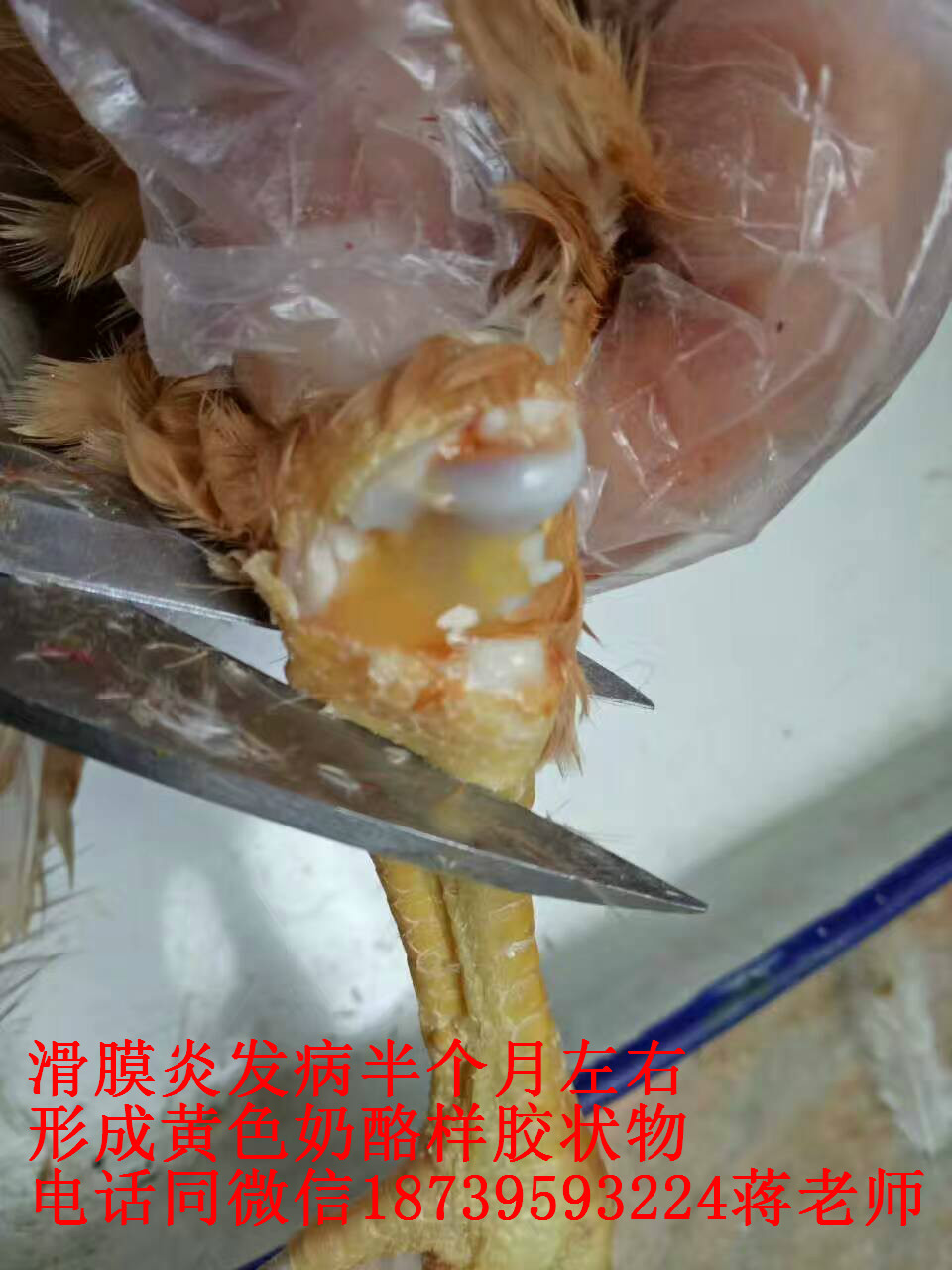 滑膜炎支囊净+提升产蛋率复乐旺批发