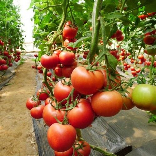 中农五号番茄种子，大果型番茄种子图片