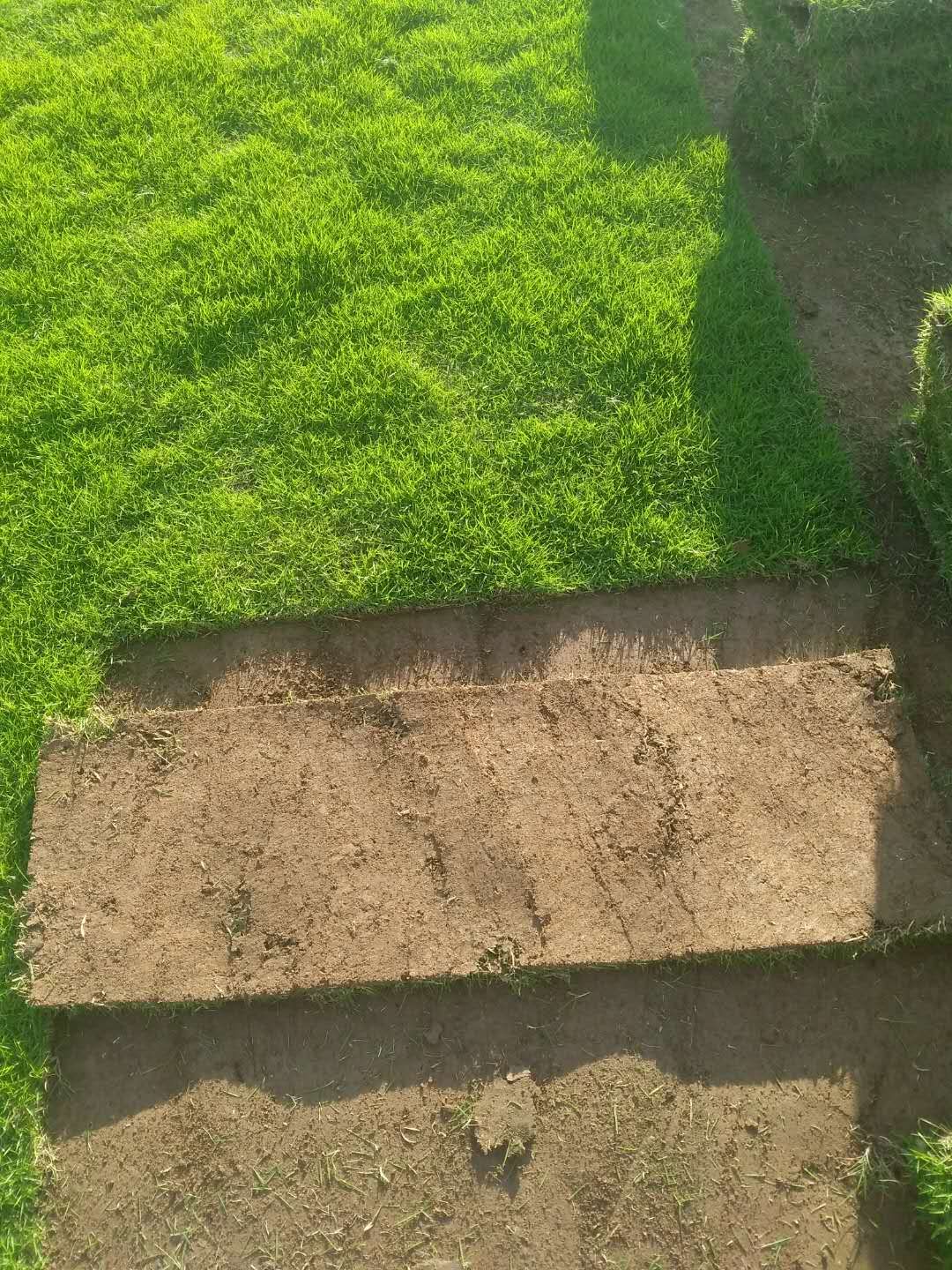 湖南绿化马尼拉草坪采购多少钱一平方图片